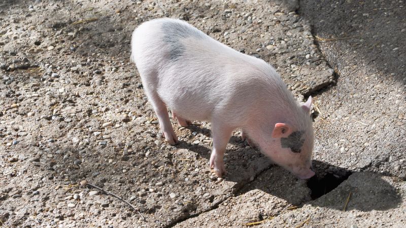 Giá heo hơi hôm nay 01/06 tại miền Nam