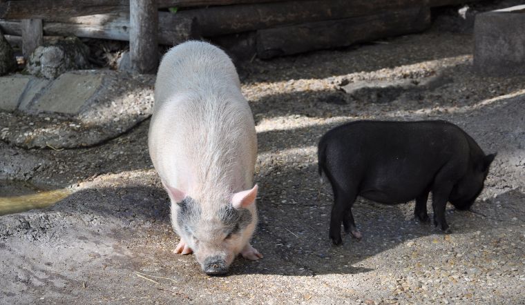 Giá heo hơi hôm nay 01/06: Giảm nhẹ từ 1.000 đồng/kg