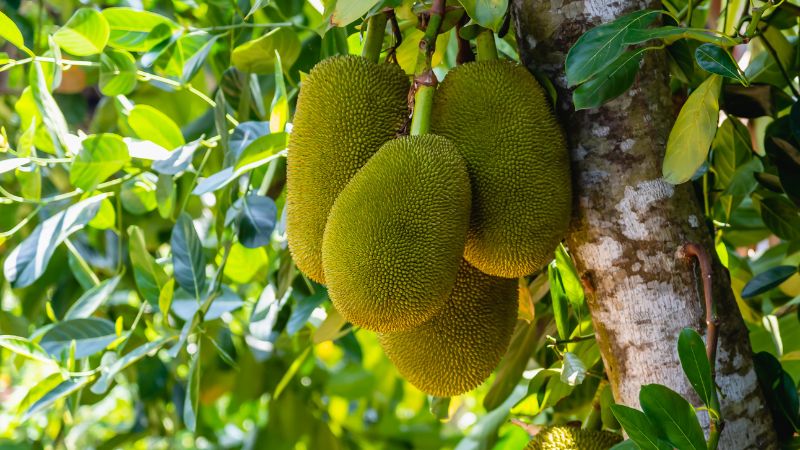 Giá mít Thái hôm nay 01/6 Giá mít Thái hôm nay 01/6