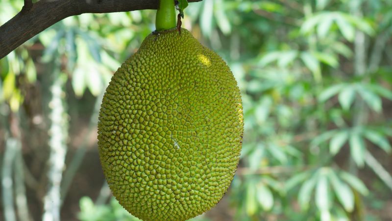 Khi tuyển trái mít Thái phải làm điều này để hạn chế xơ đen