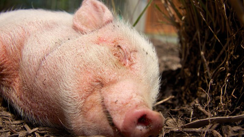 Giá heo hơi hôm nay 03/06 tại miền Bắc