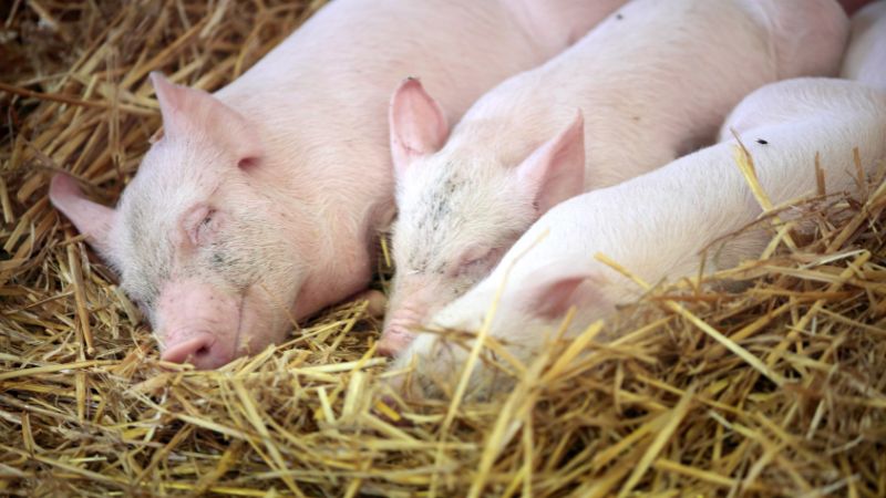 Giá heo hơi hôm nay 03/06 tại miền Trung, Tây Nguyên