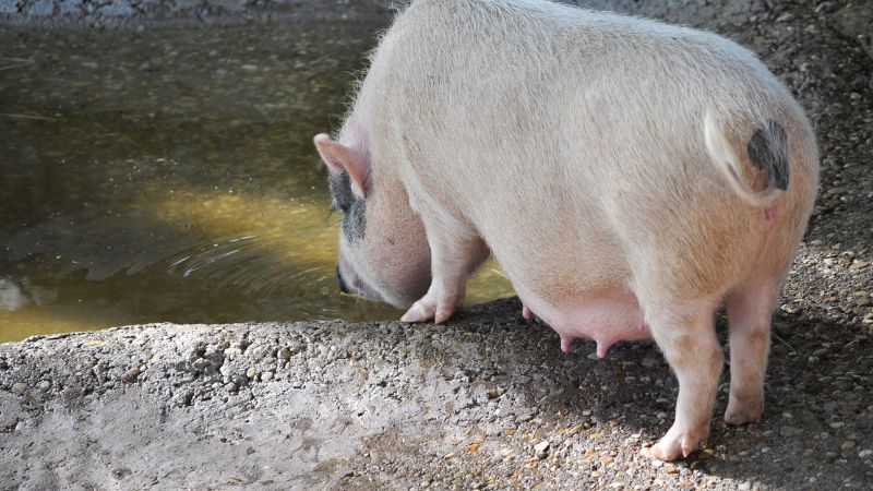 Giá heo hơi hôm nay 03/06 tại miền Nam