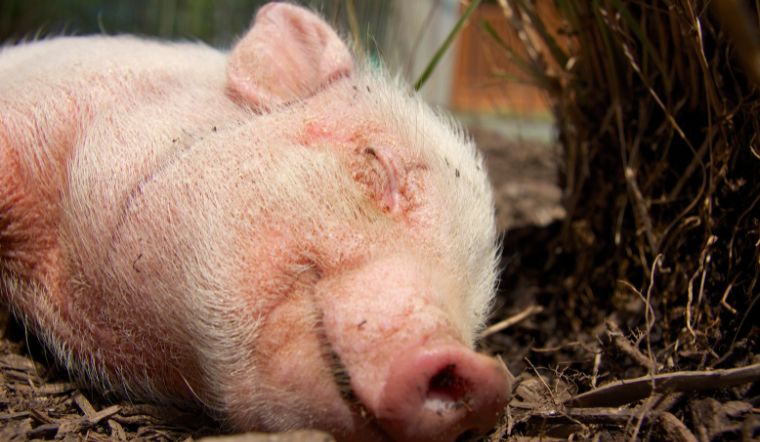 Giá heo hơi hôm nay 03/06: Ba miền đồng loạt giữ giá