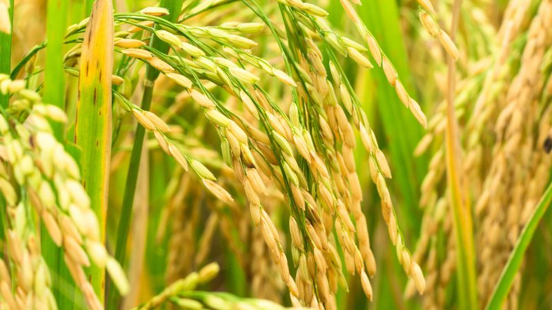 Giá gạo hôm nay 04/6