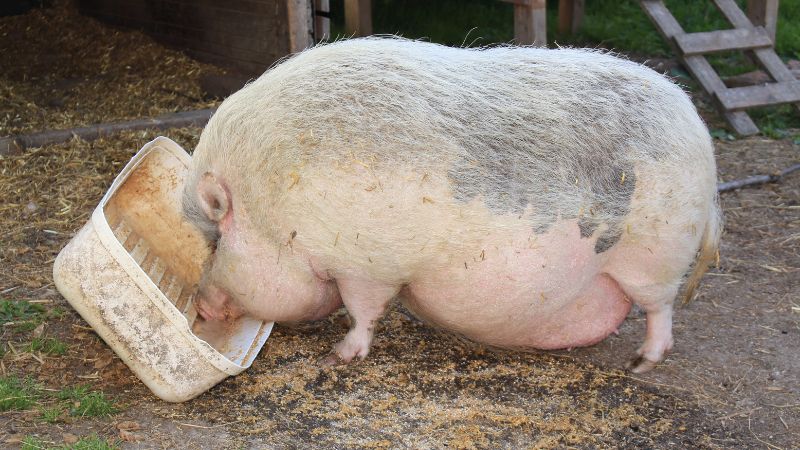 Giá heo hơi hôm nay 04/06 tại miền Bắc