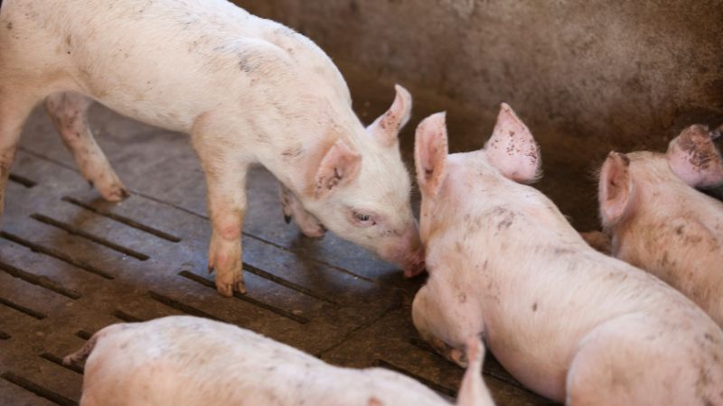 Giá heo hơi hôm nay 04/06 tại miền Trung, Tây Nguyên