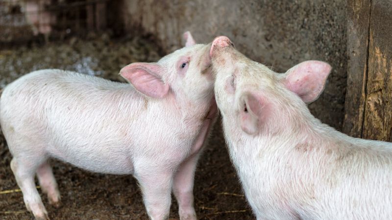 Giá heo hơi hôm nay 04/06 tại miền Nam