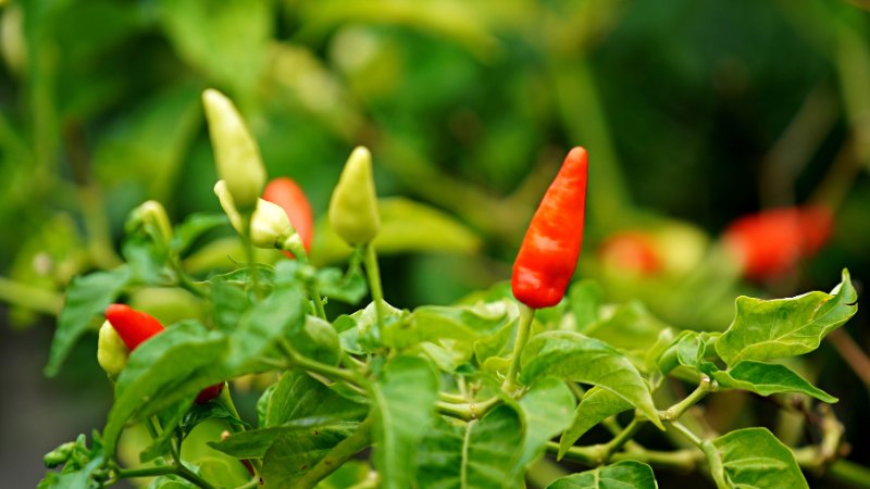 Giá ớt hôm nay 04/06/2024