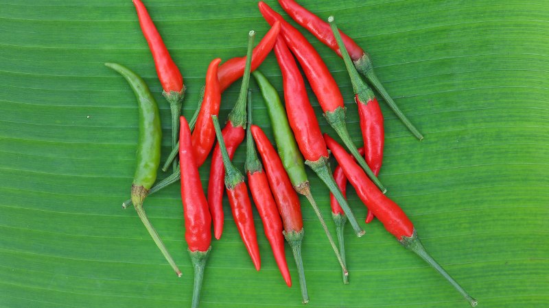 Giá ớt hôm nay 04/06/2024 cập nhật mới nhất