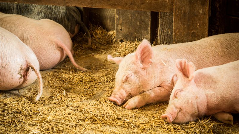 Giá heo hơi hôm nay 05/06 tại miền Bắc