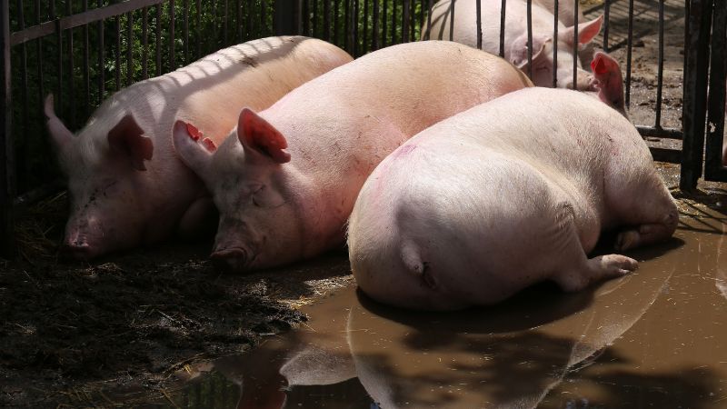 Giá heo hơi hôm nay 05/06 tại miền Nam