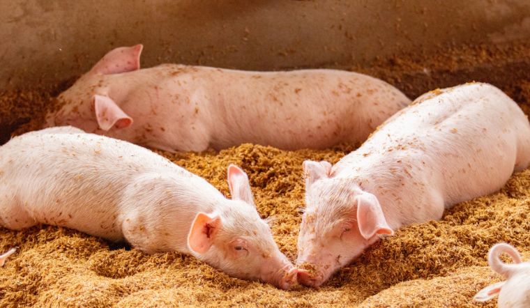 Giá heo hơi hôm nay 05/06: Đồng loạt lặng sóng