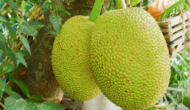 Giá mít Thái hôm nay 05/6/2024: Đa số ổn định