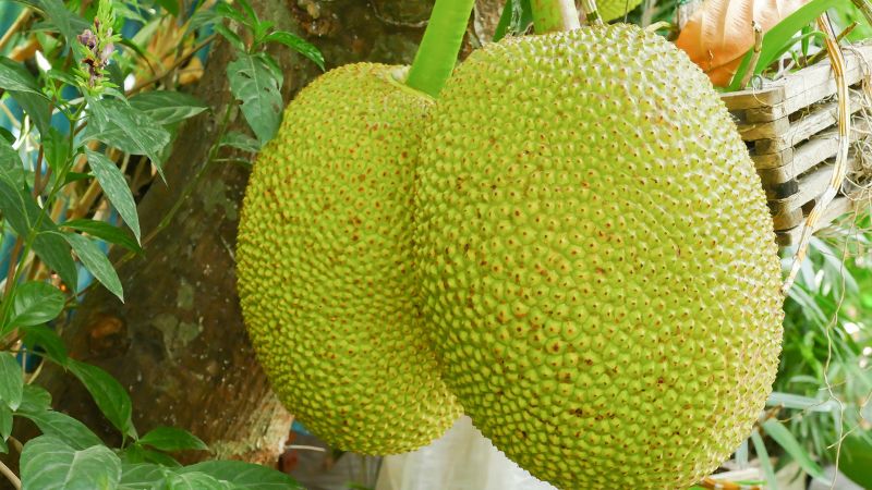 Giá mít Thái hôm nay 05/6 Giá mít Thái hôm nay 05/6