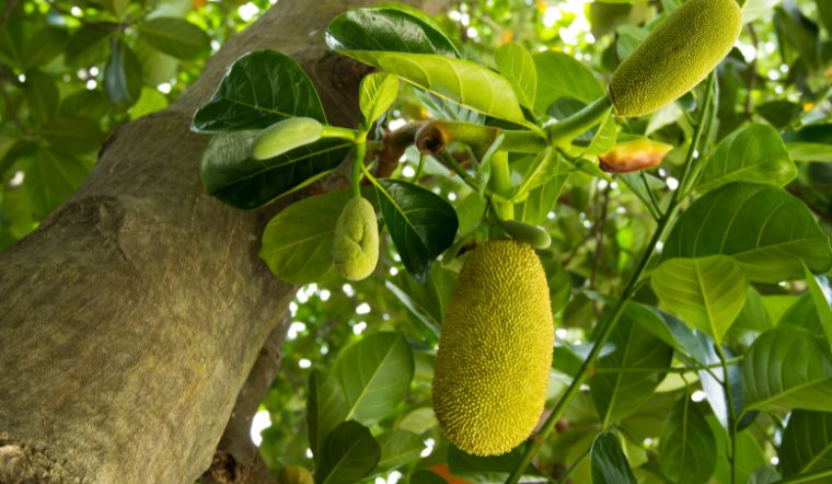 Giá mít Thái hôm nay 06/6/2024: Tiếp tục ổn định