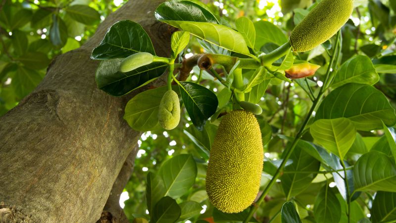 Giá mít Thái hôm nay 06/6 Giá mít Thái hôm nay 06/6