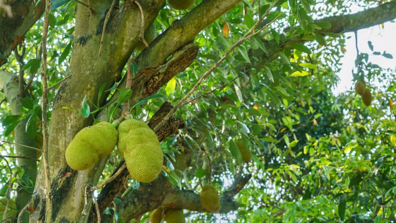 Tại sao phải cắt bông mít trên đọt? Tại sao phải cắt bông mít trên đọt?