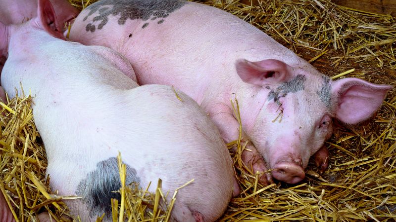 Giá heo hơi hôm nay 06/06 tại miền Bắc