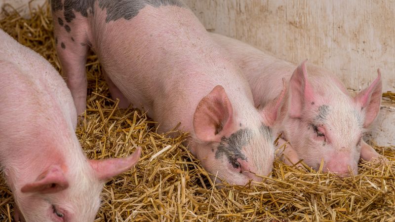 Giá heo hơi hôm nay 06/06 tại miền Trung, Tây Nguyên