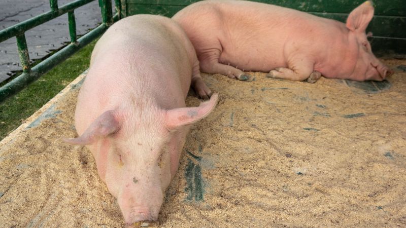 Giá heo hơi hôm nay 06/06 tại miền Nam