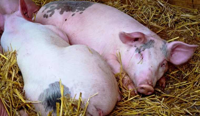 Giá heo hơi hôm nay 06/06: Miền Nam giảm 1.000 đồng/kg