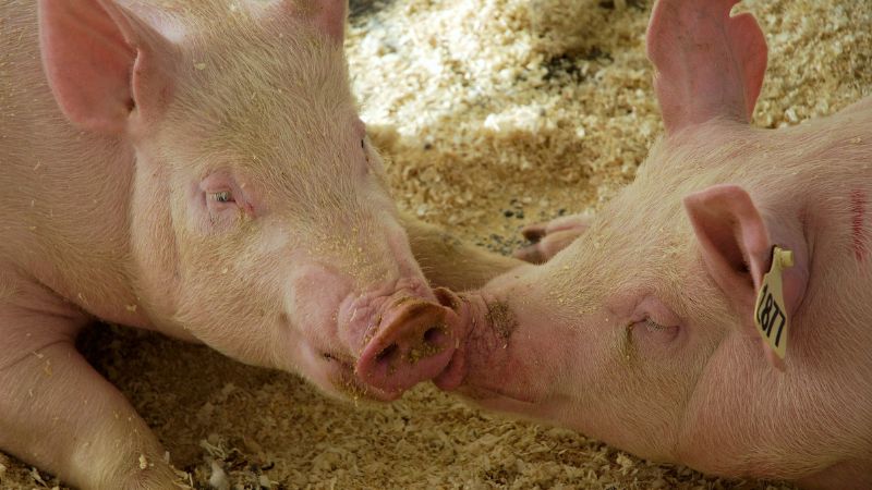 Giá heo hơi hôm nay 07/06 tại miền Bắc