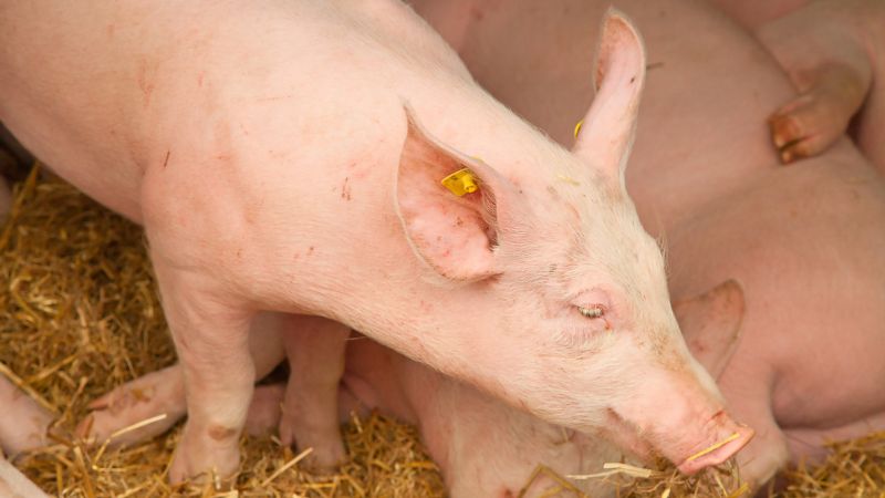 Giá heo hơi hôm nay 07/06 tại miền Trung, Tây Nguyên