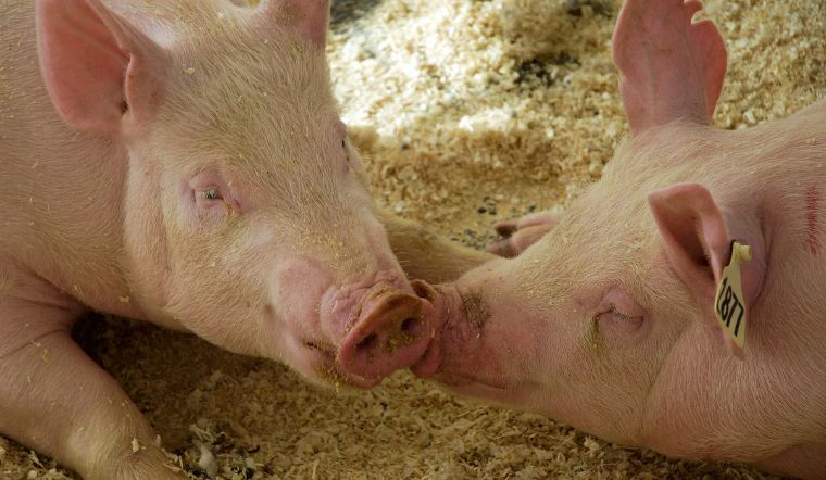 Giá heo hơi hôm nay 07/06: Tăng - giảm tại một số địa phương