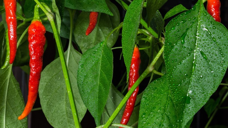 Giá ớt hôm nay 07/06/2024 mới nhất