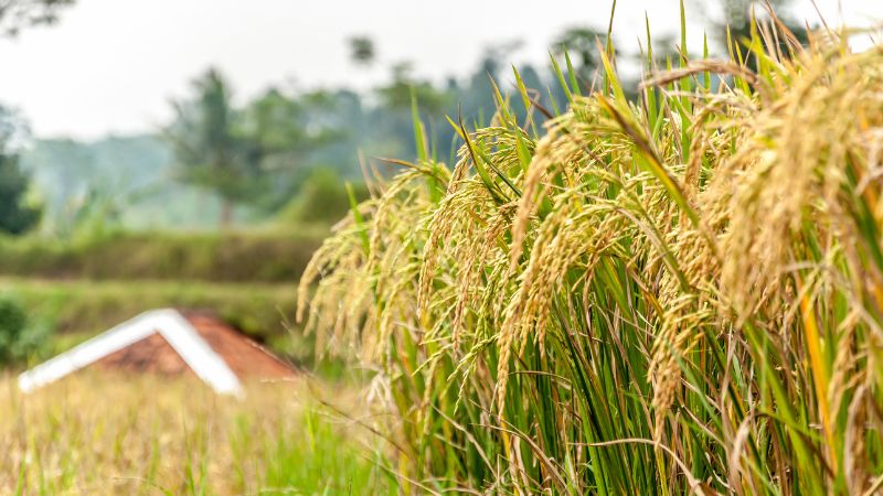 Giá lúa hôm nay 07/6