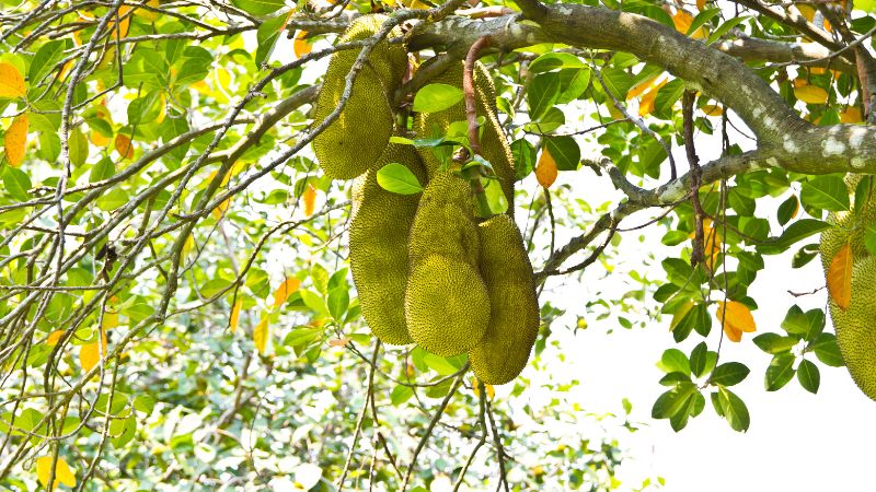 Vì sao nên cho cây mít Thái ra bông đồng loạt?