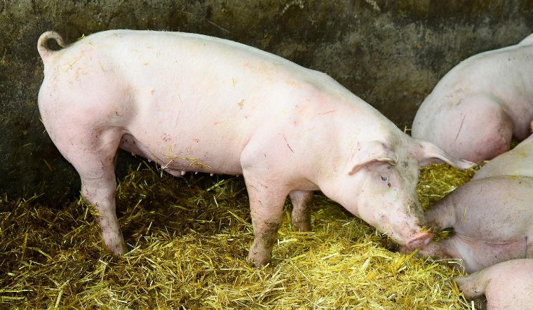 Giá heo hơi hôm nay 08/06: Tiếp đà tăng 1.000 đồng/kg