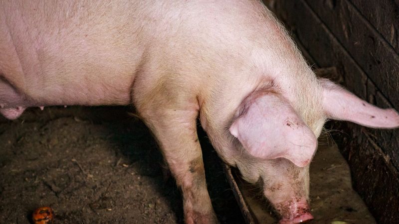 Giá heo hơi hôm nay 08/06 tại miền Bắc