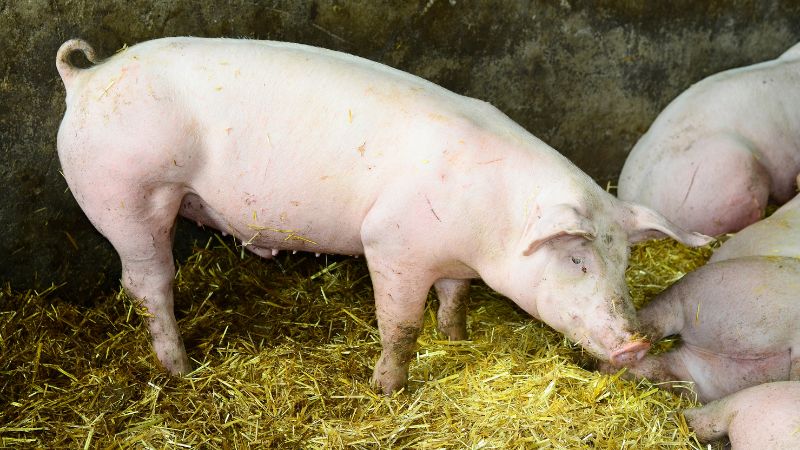 Giá heo hơi hôm nay 08/06 tại miền Nam