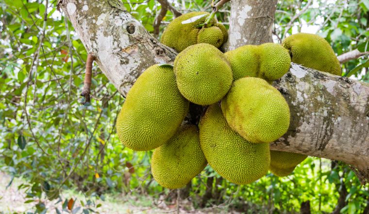 Giá mít Thái hôm nay 08/6/2024: Không tăng không giảm