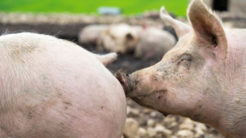 Giá heo hơi hôm nay 10/06 tại miền Trung, Tây Nguyên