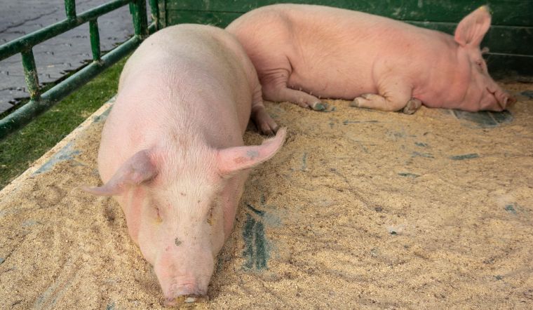 Giá heo hơi hôm nay 10/06: Đầu tuần đi ngang