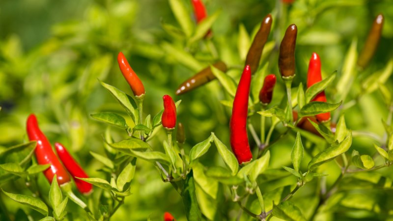 Giá ớt hôm nay 10/06/2024 mới nhất