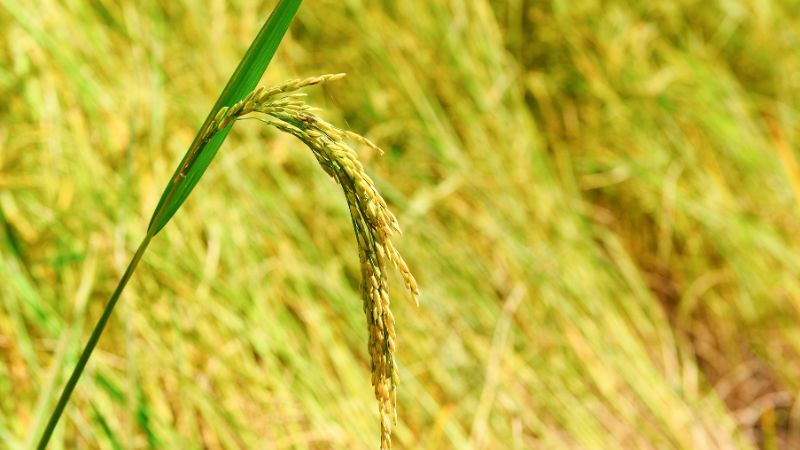 Giá gạo hôm nay 10/6