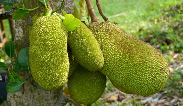 Giá mít Thái hôm nay 10/6/2024: Tăng giá nhẹ