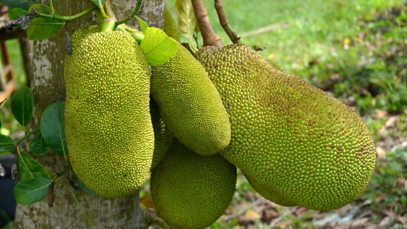 Giá mít Thái hôm nay 10/6