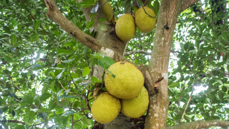 1 cuống mít để 2 trái có tốt không?