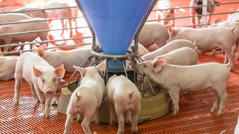 Giá heo hơi hôm nay 11/06 tại miền Trung, Tây Nguyên