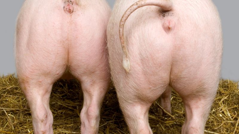 Giá heo hơi hôm nay 11/06 tại miền Nam