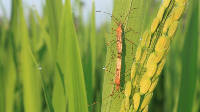 Giá gạo hôm nay 11/6