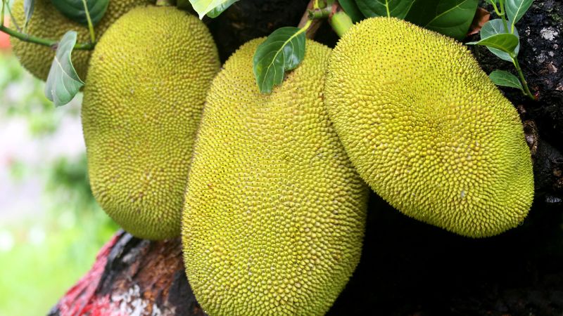 Cách nhận biết, cắt bỏ chính xác trái mít Thái bị xơ đen ngay từ nhỏ