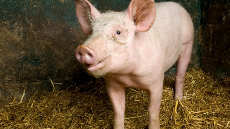 Giá heo hơi hôm nay 12/06 tại miền Bắc