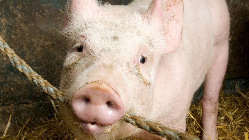 Giá heo hơi hôm nay 12/06 tại miền Trung, Tây Nguyên