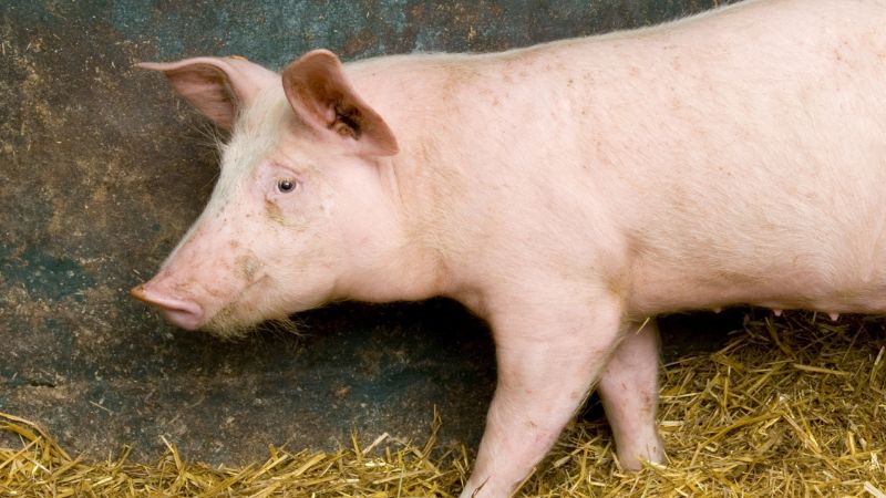 Giá heo hơi hôm nay 12/06 tại miền Nam